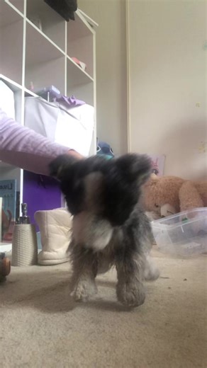 ✫koda🌺💐🌸✫ (@lila.chaps)’s videos with suara asli - Kardus Bekas 📦 - Ngotak Dong