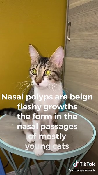 Helping Cats Breathe: Understanding Nasal Polyps