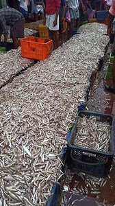 24K views · 1.3K reactions | This is How fisherman's catches Anchovy's. Catching and loading @harbour | Fish & pets | Facebook
