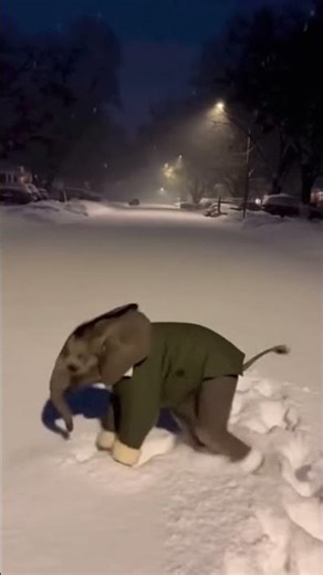 My pygmy baby elephant sees snow for the first time ❄️🐘 #usa