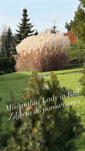 Szkółka Słowińscy | trawy ozdobne | byliny on Instagram: "Przedstawiam porównanie, jak radzi sobie nasz miskant Miscanthus sinensis ‘Lady in Red’ 🌾❤️ Wszystkie zdjęcia są wykonane z tego samego miejsca: 📸 10 października 📸 13 listopada 📸 27 listopada – tego dnia spadło ponad 20 cm ciężkiego, mokrego śniegu. Przez ponad tydzień leżał na przygniecionym miskancie. 📸 14 grudnia – miskant już wysechł i pięknie się podniósł. Jak Wam się podoba jego forma na koniec sezonu? 🙂 #ladyinred #miskant