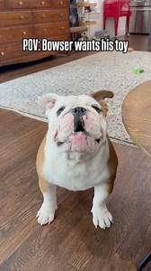 Riled up Bowsie 😅 #doglover #funnydog #bulldoglife #happypup #englishbulldogs | Bowser the Bulldog