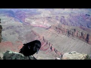 Friendly Raven in Grand Canyon