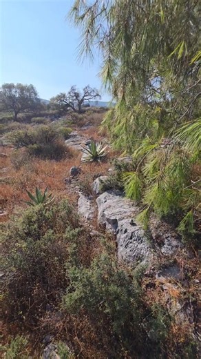 Joey Santore | This Weeping Pine is Planted by Birds... The Mexican Weeping Pinion Pine - Pinus pinceana - depends on corvids for its regeneration. A... | Instagram