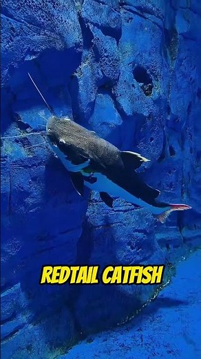 4 Ikan Hias Predator Air Tawar yang Keren!