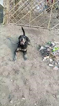 Labrador mix Rottweiler