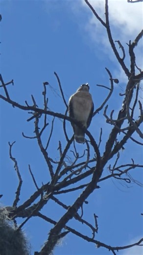 Red-Shouldered Hawk Calling Sound 🔊