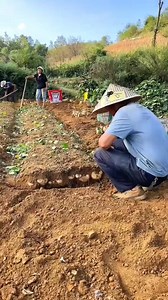 160K views · 509 reactions | Village Farmer Harvesting Jicama Root | Fresh Yam Bean #reels #agriculture #harvest #Amazing #farming #jicama #reelsfypシ | Satyam creater | Facebook