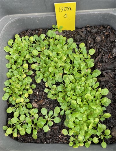 Locally adapted Arabidopsis thaliana accessions show transcriptomic plasticity in a multi‐timescale analysis of whole‐genome gene expression in a natural environment | Raul de la Mata Pombo, PhD