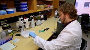 Direct Cryosectioning of Drosophila Heads for Enhanced Brain Fluorescence Staining and Immunostaining