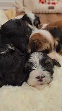 Heavenly Havanese™️ Turbo's Babies and Sahara's Babies All Together #puppy #havanese #perfectpaws