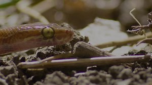 Bull frog, 🐸 Wild Animal Hindi, #kindnessmatters #kindness #documentary #wildanimals #wildlife #hindi | Wild Animals Hindi