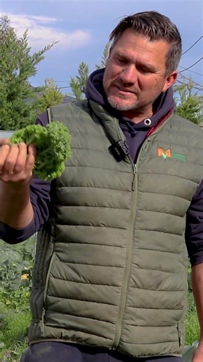 Από το χωράφι στο πιάτο μας, το super food kale 🥬! Ιδανικό για τις μέρες της νηστείας.