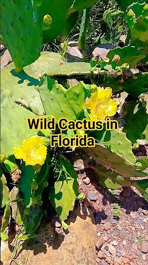 🌵 Wild Cactus in Florida | Opuntia Dilleni in Bloom 🌼 Flamingo Gardens, Florida, USA 🗽