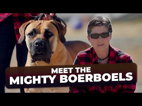 The Ultimate Guide to Boerboels - The World's Most Powerful Dog