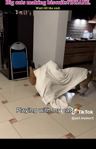 Big Cats Acting Like Domestic Felines