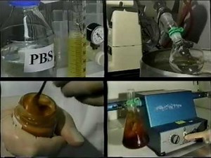 Determination of mycotoxins in foods. A visual guide