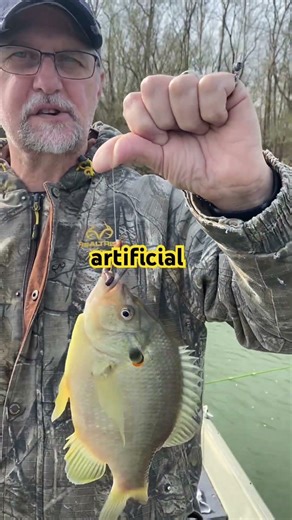 Catching Shellcrackers!!! #viralvideo #fishing #shellcracker