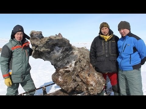 Bringing back a mammoth for cloning