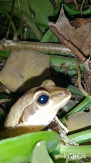 all characteristics of amphibians🐸zoology knowledge@# frog life