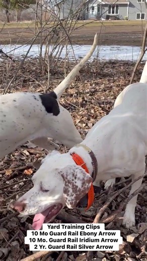 Training Clips - Quilted Arrow Pointers RockDove.com
