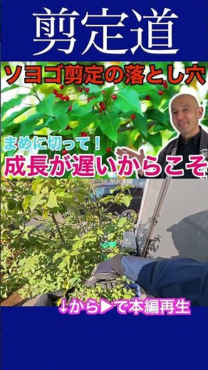 Pitfalls of pruning Japanese holly: Because it grows slowly, you need to cut it frequently! #Prun...