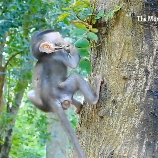 New Monkey World on Instagram: "Ant attack compilation 🐜 🐜 🐜 . . . . . #monkey #monkeys #monkeysofinstagram #apes #babymonkey #injuredmonkey #pigtails #cutemonkey #animal #animals #macaque #pigtail #chimp #cnimpanzee #gorilla #gorillaz #monkeyface #snowmonkey #spidermonkey #weaning #wildmonkey #wildlife #monkeybaby #funnymonkey #monkeyworld #monkeyvideo #monkeyphotography #babypigtails #babymonkeys #newbornmonkey"