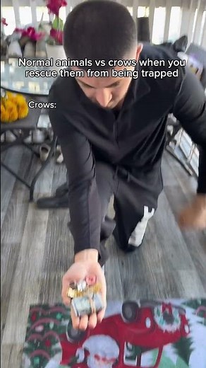 Normal animals vs crows when you rescue them from being trapped. #shorts #skit #funny