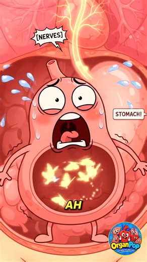 Why Does Your Stomach Feel Weird When You’re Nervous? 😂🦋#shirts #trending #usa #organpop