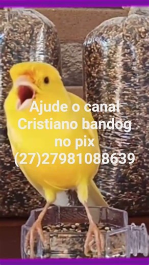 canário belga o canto mais bonito dos passarinhos