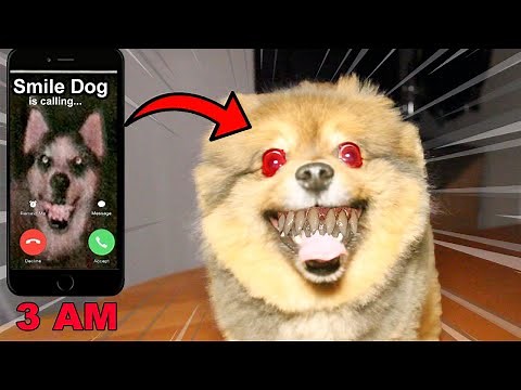 (MY DOG TURNED INTO SMILE DOG!!) Facetiming Smile Dog at 3 AM GONE WRONG!!