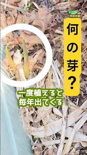 放置OKと思ったら違った…夏バテにも効く正体は？《しーの家庭菜園＊みょうが栽培》