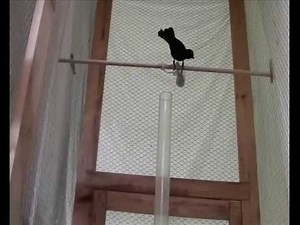 Carib grackle performing string-pulling