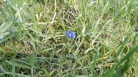 clip-3989366735-scientific-name-khesari-dal-lathyrus-sativus-primarily