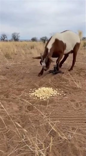 Podrá esta cabra liberarse de una trampa oculta a tiempo? 🐐 #goat #animals #wildlife