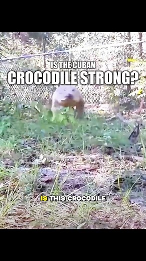 Is this crocodile strong? The Cuban crocodile may seem unintelligent, but it’s very aggressive and the only crocodile that can walk by jumping #CubanCrocodile #AggressiveCroc #UniqueCrocodile #US | Coast Fitness Scarborough