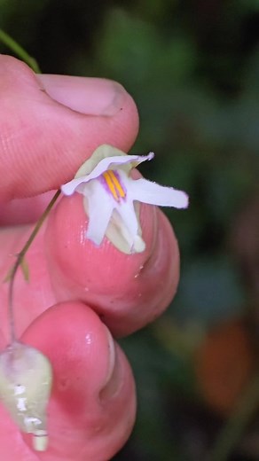 Joey Santore on Instagram: "Utricularia asplundii is a carnivorous plant that lives on (but does not parasitize or otherwise negatively affect aka an *epiphyte*) other plants, namely trees. It is one of two epiphytic species of Utricularia in the upper Amazon at elevations of 3400' and above. It grows in moss beds on tree branches and trunks along with dozens of other plant species such as orchids, ferns, mosses, epiphytic members of the blueberry family (Ericaceae) such as Disterigma, aroid and