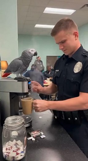 26K views · 993 reactions | Max exposed the officer’s attitude  #grayparrot #talkingbird #talkingparrot #funnybirds #funnypetvideos | Talk With Max | Facebook