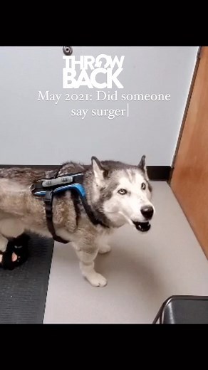 It’s been just two years since it was discovered I had two bulging disks in my cervical spine that were compromising my gait. After much non-surgical intervention, an MRI, and careful consideration by my team we decided surgery was the best option. I’m forever grateful for that decision and my care under Dr. Amy Komitor at The Veterinary Specialists of Northern Colorado. The surgery was extremely successful in eliminating my pain and my recovery was remarkably, unremarkable. #throwbackmemories #