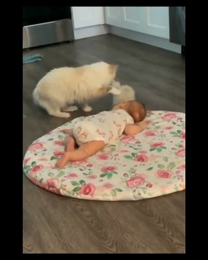 551K views · 8K reactions | Mama cat brings her kitten for play date with human baby. Viral video. #cats #catlove #cats | Meow on my heart | Facebook