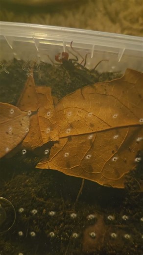 Vinegaroon #arachnids #creepy #insects #wildlife