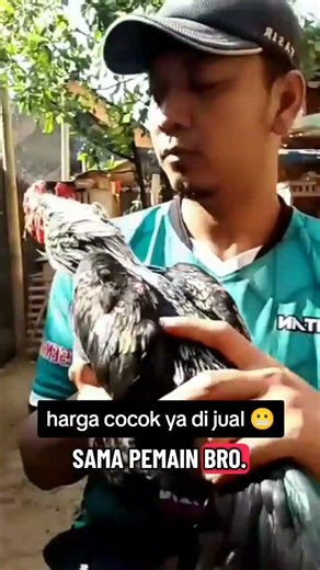 asal cocok ya di jual bang #ayam #hewan #youtubeshorts #shorts #kandanglokal