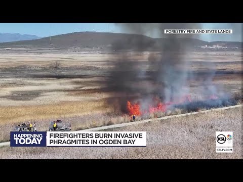 Firefighters burn invasive phragmites in Ogden Bay