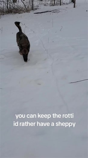 Why German Shepherds Are the Best Family Pets