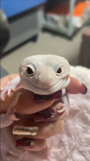 Can you understand the sounds made by leopard geckos? #gecko #leopard #lizard #reptiles #angry