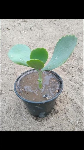 How to Propagate Kalanchoe fedtschenkoi 🌱 | Easy Cutting Method