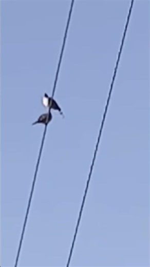 two bird on the wire one say come and the say am tired
