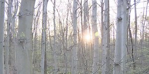 Highly invasive disease threatening trees all across New Jersey and Pennsylvania