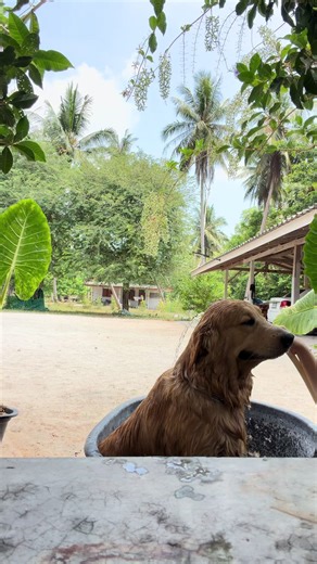 ลงอ่างดับร้อนสักหน่อย🧊💦🌞☄️⛲️#หมาน่ารัก #ทะเล #ทะเลทราย