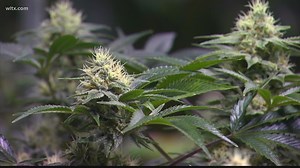 Medical marijuana bill passes key vote in South Carolina Senate